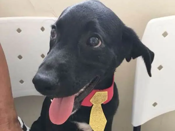 Cachorro ra a SRD idade 2 a 6 meses nome TOTÓ