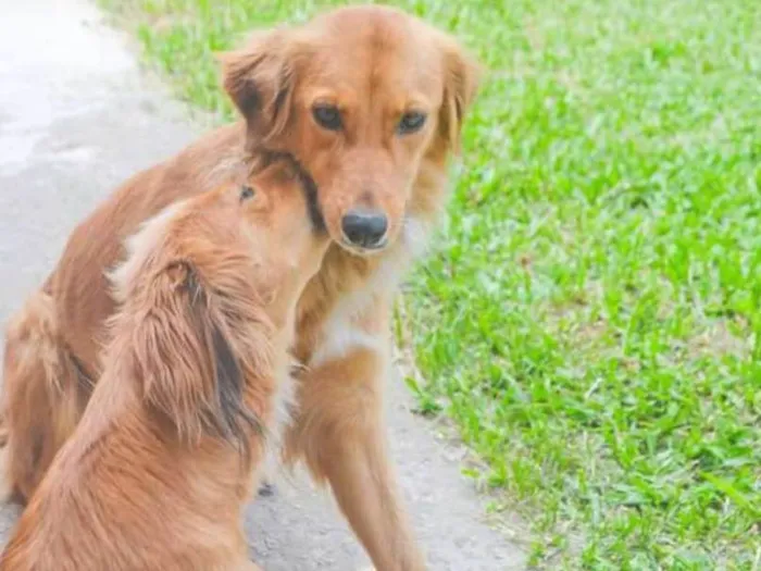 Cachorro ra a Mestiças idade 3 anos nome Rutinha e Racquel