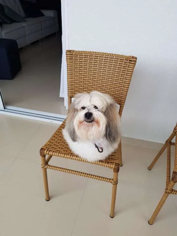 Cachorro ra a Lhasa Apso idade 6 ou mais anos nome NICK
