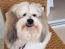 Cachorro ra a Lhasa Apso idade 6 ou mais anos nome NICK