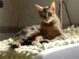 tigrão