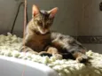 tigrão