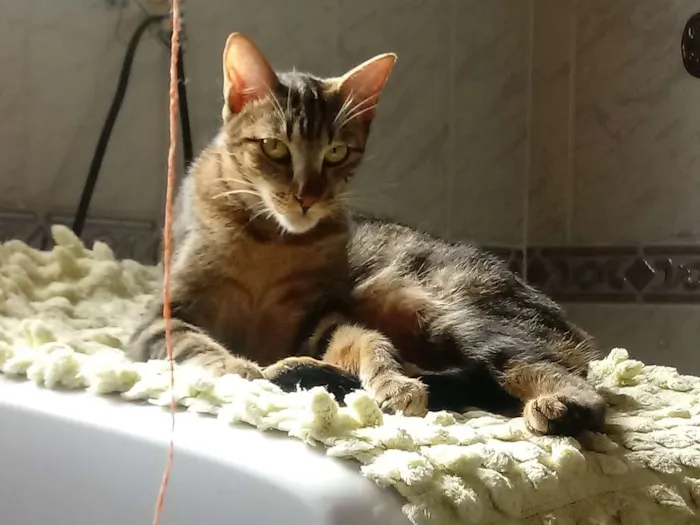 Gato ra a vira lata idade 7 a 11 meses nome tigrão