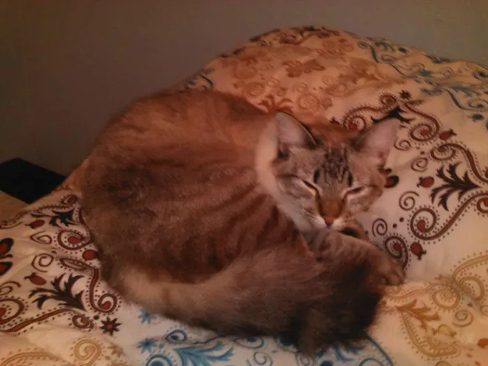Gato ra a Vira lata idade 2 anos nome Meg