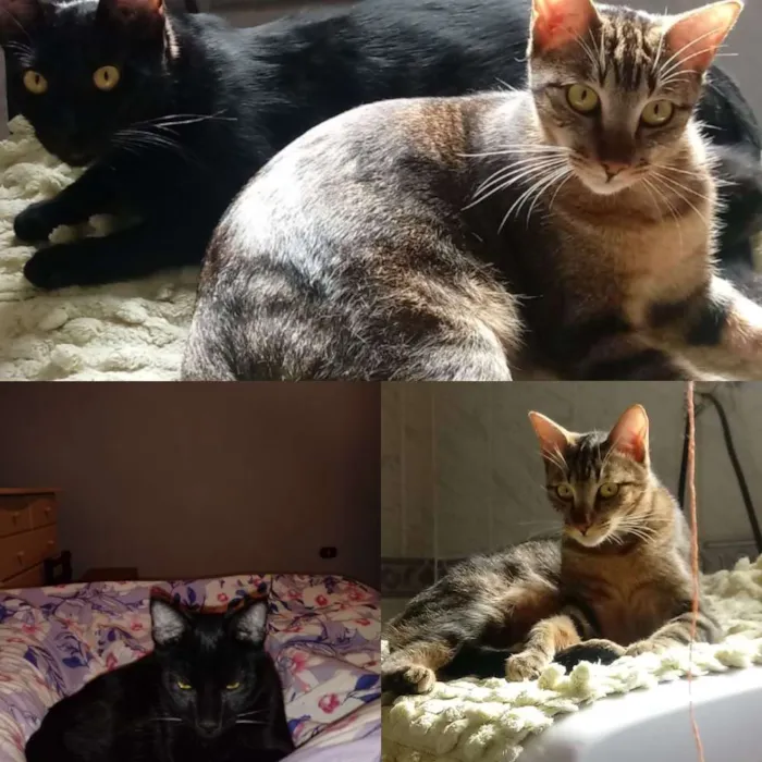Gato ra a Vira lata idade 7 a 11 meses nome Bart