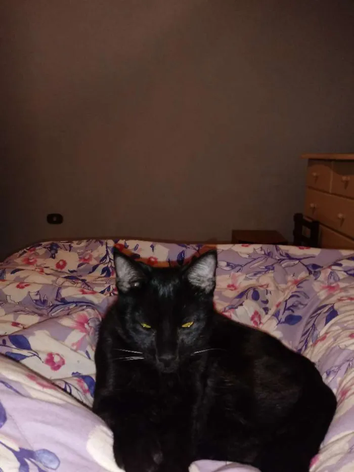 Gato ra a Vira lata idade 7 a 11 meses nome Bart
