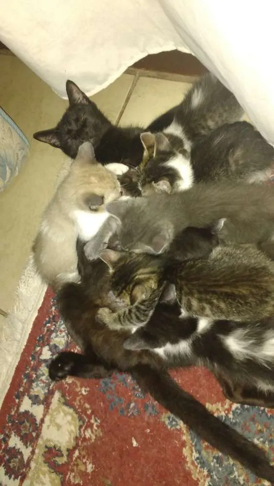 Gato ra a Indefinida idade Abaixo de 2 meses nome Varios nomes