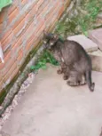 Ciça