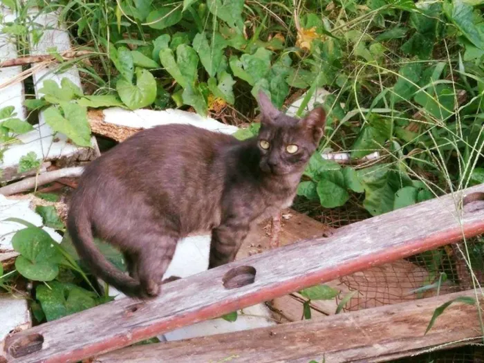 Gato ra a SRD idade  nome Ciça