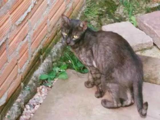 Gato ra a SRD idade  nome Ciça