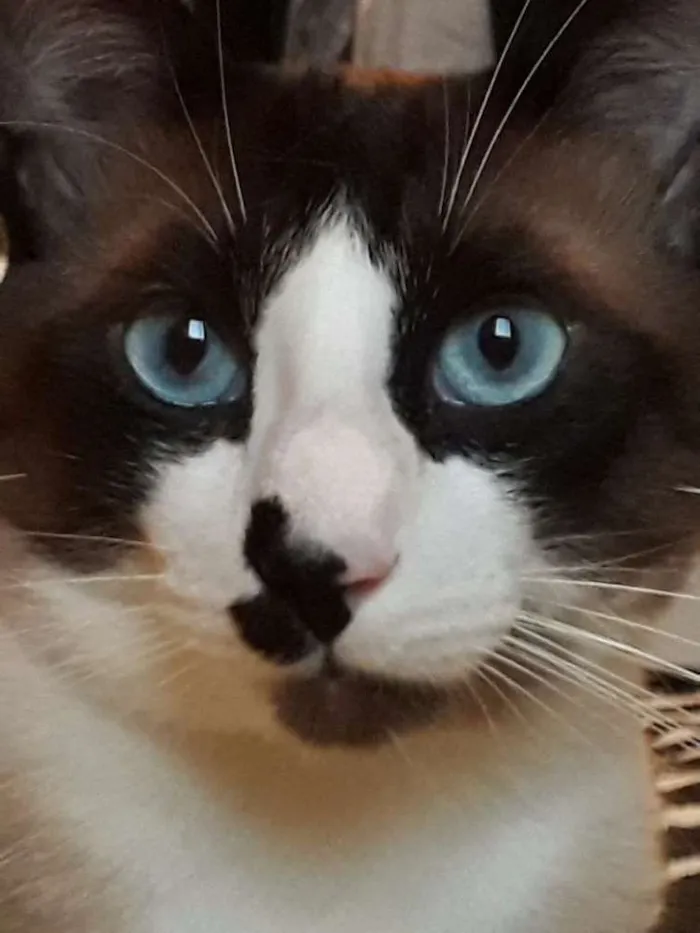 Gato ra a Vira lata idade 1 ano nome Duque