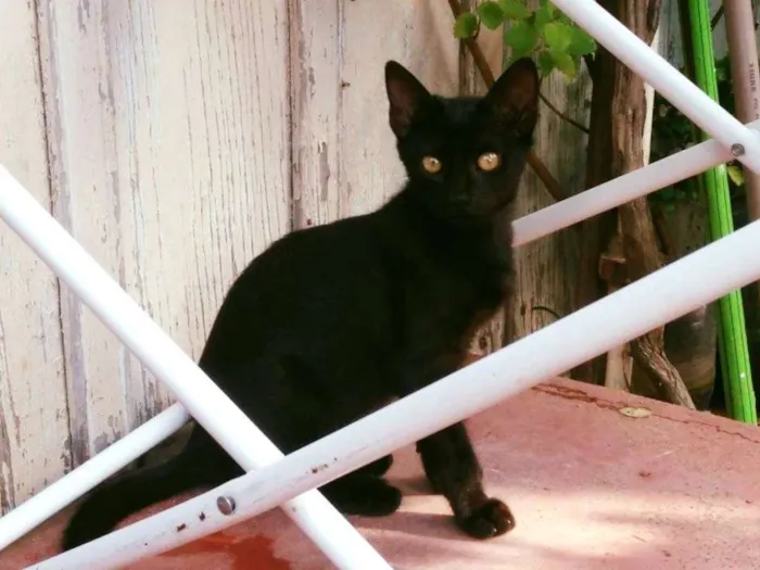 Gato ra a SRD idade 2 a 6 meses nome Babi