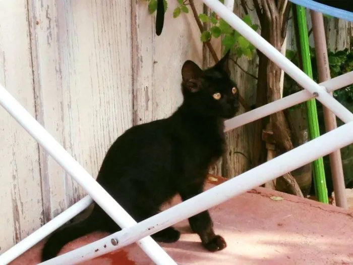 Gato ra a SRD idade 2 a 6 meses nome Babi