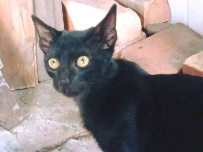 Gato ra a SRD idade 2 a 6 meses nome Babi