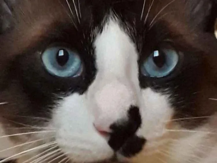 Gato ra a Vira lata idade 1 ano nome Duque