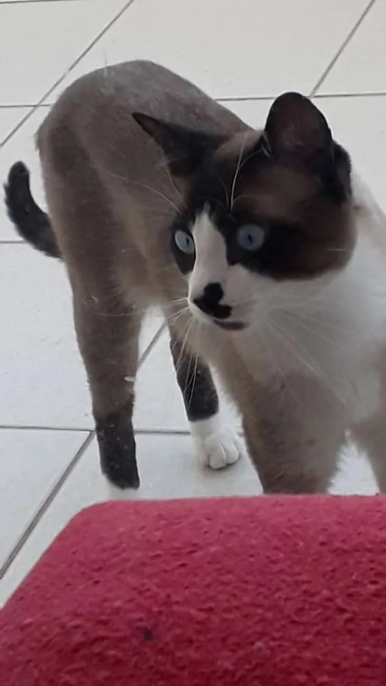 Gato ra a Vira lata idade 1 ano nome Duque