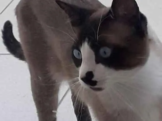 Gato ra a Vira lata idade 1 ano nome Duque