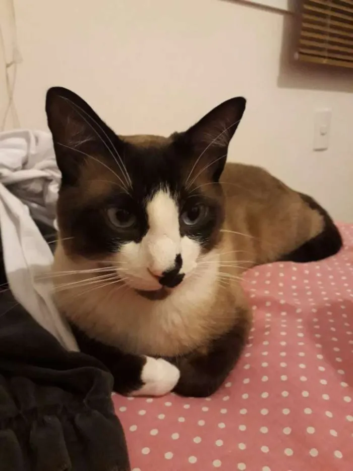 Gato ra a Vira lata idade 1 ano nome Duque