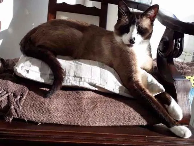 Gato ra a Vira lata idade 1 ano nome Duque