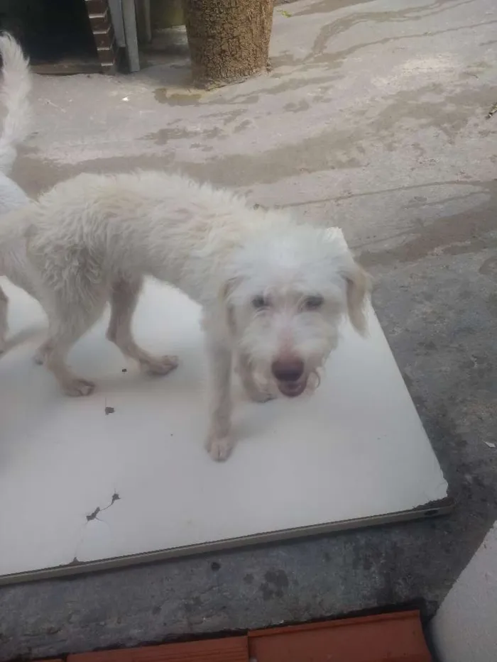 Cachorro ra a Pooldle com vira lata idade 2 a 6 meses nome Snup