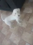 Bobi