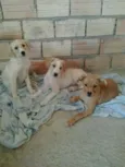 lola e lili
