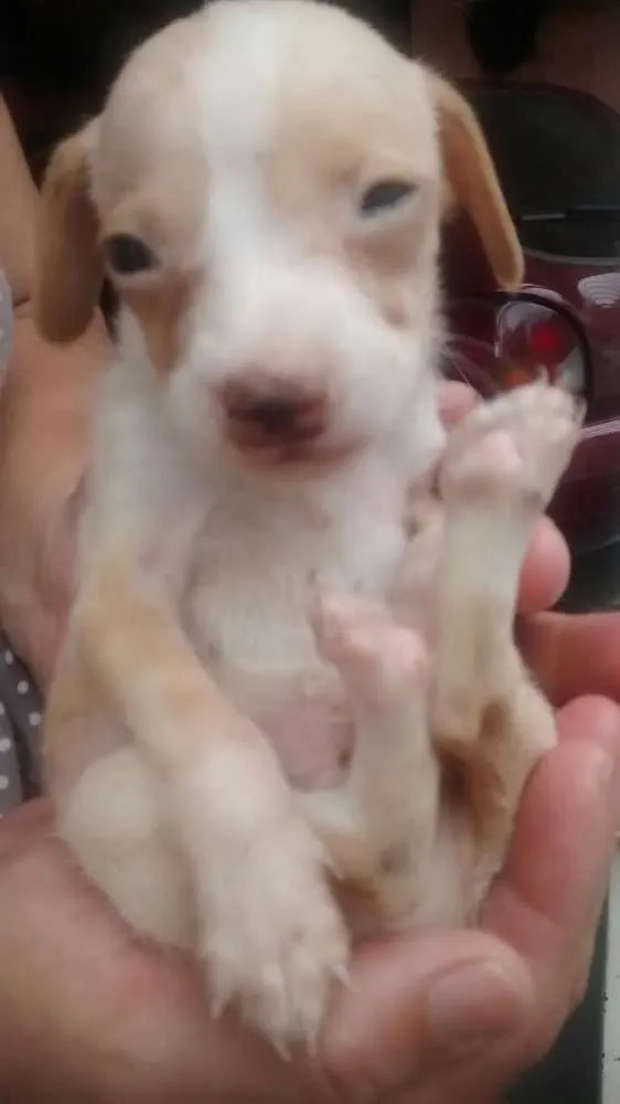 Cachorro ra a Indefinida idade Abaixo de 2 meses nome Sem nomes