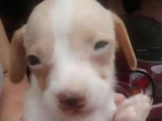 Cachorro ra a Indefinida idade Abaixo de 2 meses nome Sem nomes