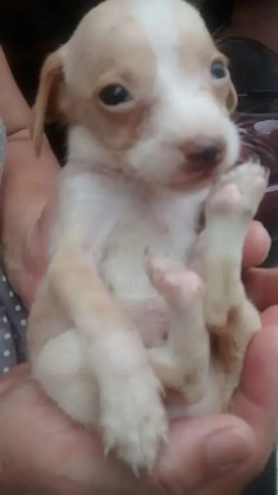 Cachorro ra a Indefinida idade Abaixo de 2 meses nome Sem nomes