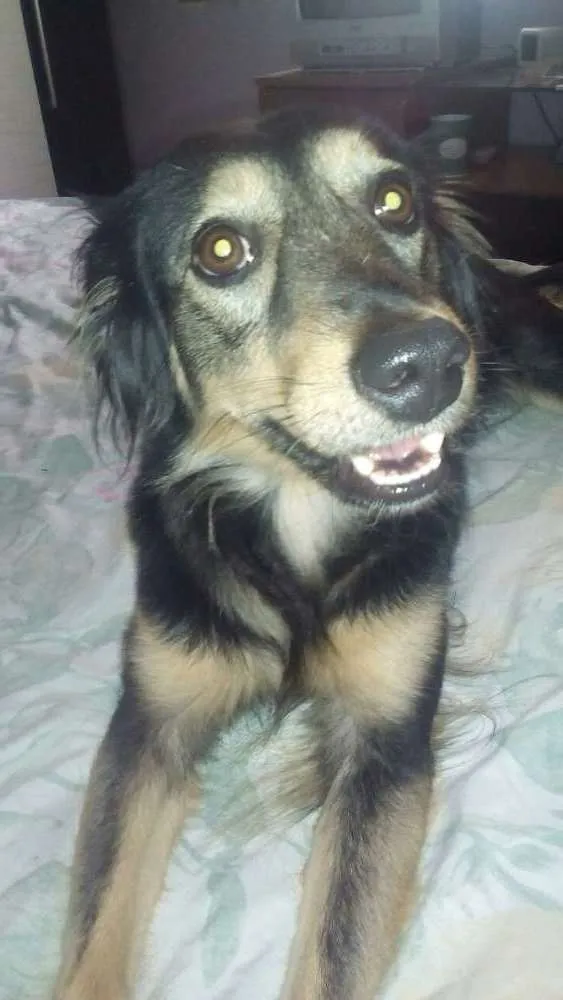 Cachorro ra a Indefinida idade 1 ano nome Nina