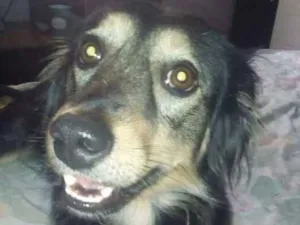 Cachorro raça Indefinida idade 1 ano nome Nina
