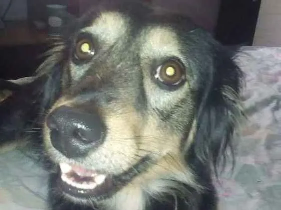 Cachorro ra a Indefinida idade 1 ano nome Nina