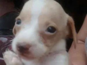 Cachorro raça Indefinida idade Abaixo de 2 meses nome Sem nomes