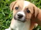 Cachorro raça  idade 2 a 6 meses nome margarida