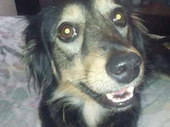 Cachorro ra a Indefinida idade 1 ano nome Nina