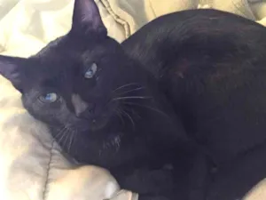 Gato raça SRD  idade 1 ano nome Kiko