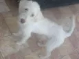 Bobi