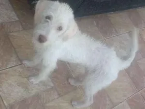 Cachorro raça Poodle idade 2 a 6 meses nome Bobi