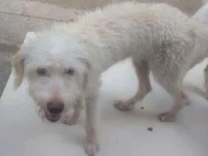 Cachorro raça Pooldle com vira lata idade 2 a 6 meses nome Snup