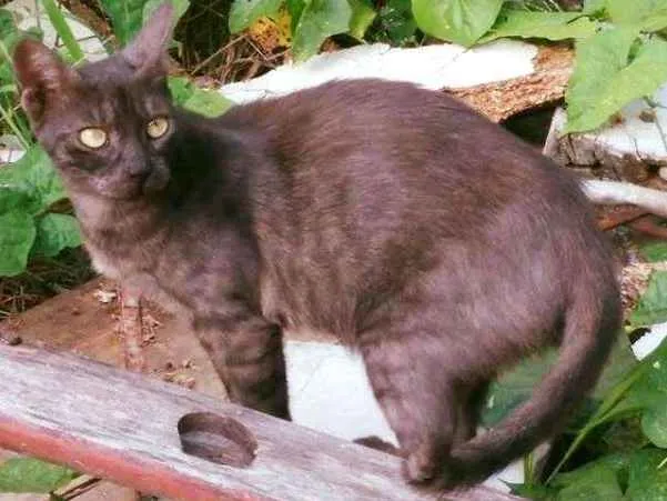 Gato ra a SRD idade  nome Ciça