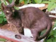 Ciça