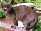 Gato raça SRD idade  nome Ciça