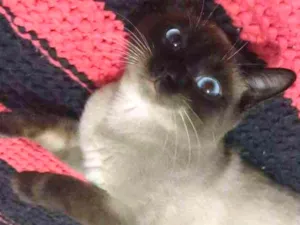 Gato raça Siames idade 7 a 11 meses nome Fred