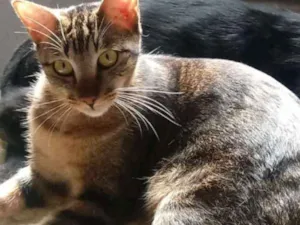 Gato raça Vira lata idade 7 a 11 meses nome Bart