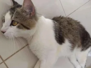 Gato raça Indefinida idade 1 ano nome Franjinha