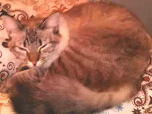 Gato raça Vira lata idade 2 anos nome Meg