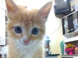 Gato raça Indefinida idade 2 a 6 meses nome Haroldo