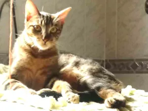 Gato raça vira lata idade 7 a 11 meses nome tigrão