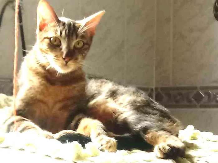 Gato ra a vira lata idade 7 a 11 meses nome tigrão