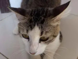 Gato raça Indefinida idade 2 anos nome Daniel